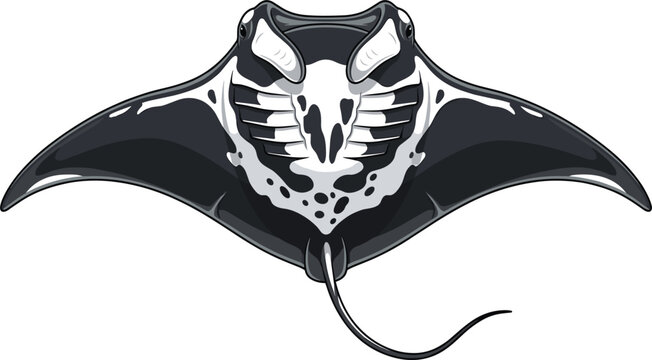 Manta ray underside view showing gills vector illustration, majestic marine wildlife animal isolated on plain white background