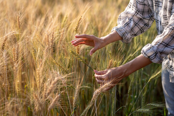 Farmer hands examining fresh wheat crops in field © Apichat