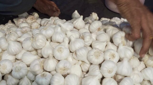 white garlic piled on a stand market table segregating garlic.