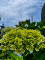 晴れた空　先初め緑色の紫陽花　 © otomoto_japan_life