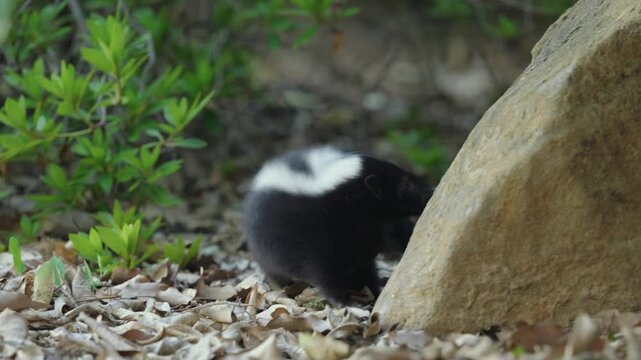 Adorable Baby Striped Skunk Foraging Next to a Large Rock