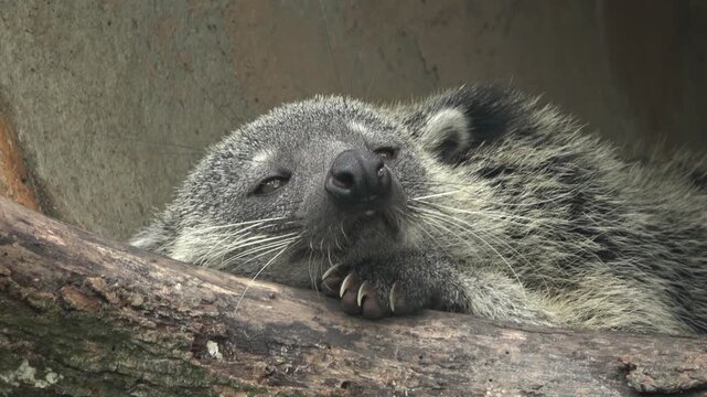 A binturong rests its face on a wooden log inside a zoo enclosure, eyes half-closed in a sleepy expression. The close-up footage reveals long white whiskers, sharp curved claws gripping the log.
