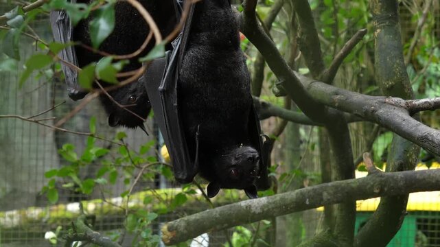 Fruit Bats Resting Upside Down on a Tree Branch in Captivity - 4K
