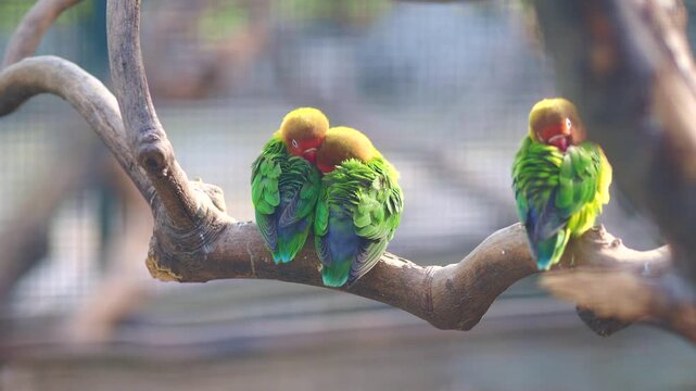 Lovebirds sitting close on a branch in the zoo