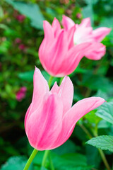 Obraz premium pink and white tulips