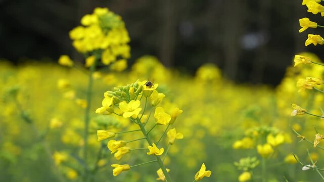 Close up of a honeybee collecting nectar and pollinating bright yellow rapeseed flowers in spring.