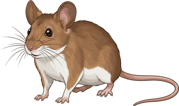 Cute brown field mouse sitting three quarter view vector illustration, alert domestic rodent animal isolated on white background