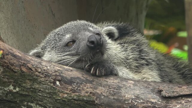 A binturong presses its face against a wooden log, with footage capturing the animal gnawing the wood surface and revealing sharp teeth and curved claws in extreme close-up.