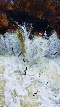 Aerial top down view of fish jumping over Ventas rumba waterfall during spring salmon migration on Venta river in Kuldiga Latvia