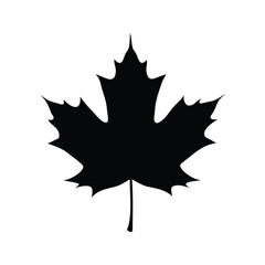 Fototapeta premium A detailed black and white maple leaf silhouette vector illustration showcasing intricate design, maple leaf silhouette vector illustration