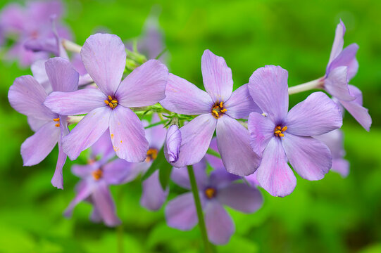 closeup of wild blue phlox