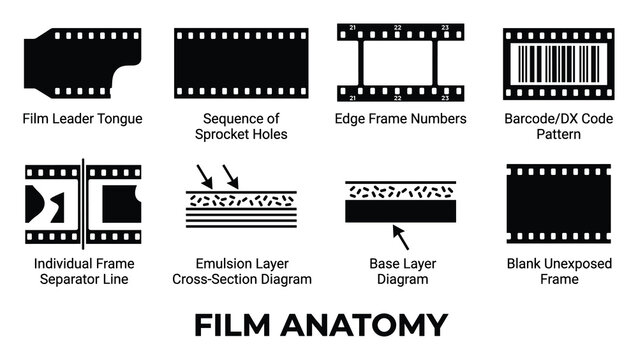 Film anatomy diagrams illustrating negative components like sprocket holes emulsion and frame separators.