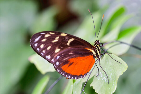 closeup of a golden heliconian butterfly