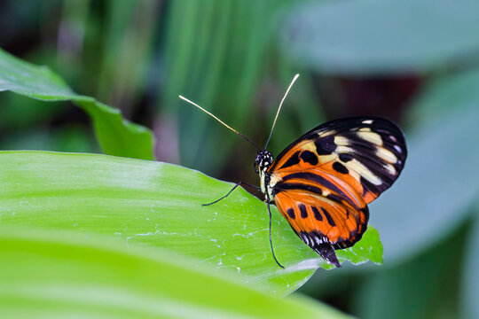 closeup of a golden helicon butterfly on a leaf