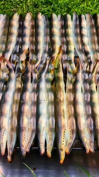 Fresh lamprey grilling on a barbecue rack for a seafood street food market, vertical view
