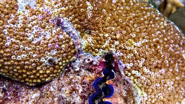 Underwater macro close-up of giant clam with vibrant blue mantle nestled among golden coral polyps on tropical reef