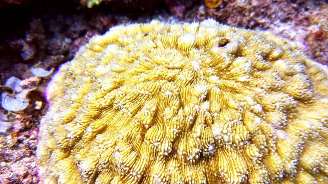 Extreme macro shot of yellow star coral colony with purple rim and intricate textured polyps on tropical underwater reef floor