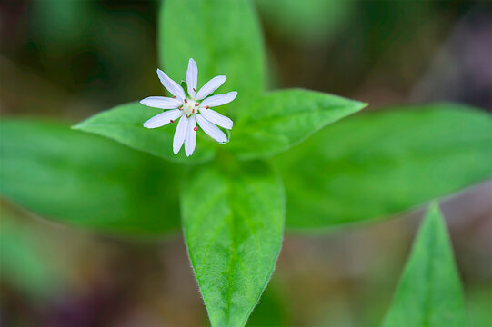 closeup of star chickweed