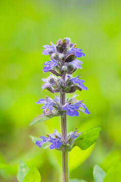 closeup of american bugleweed on green background