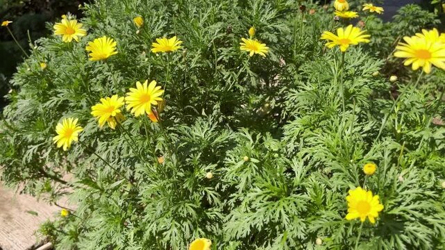 Beautiful yellow marguerite daisy flowers in full bloom inside a public park garden. Botanical stock footage with natural outdoor lighting.