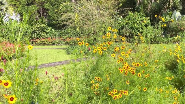 Wide shot of a lush public park with blooming yellow tickseed flowers, green lawn, and tropical trees under bright natural sunlight. Stock footage for nature and travel