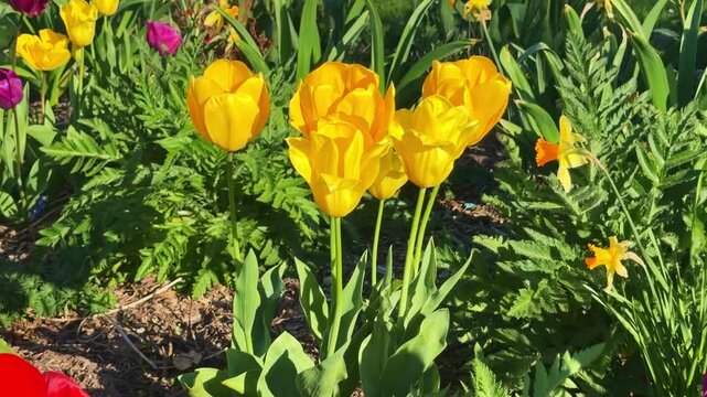 Yellow Tulipa gesneriana flowers growing in cultivated spring vegetation with ornamental foliage and seasonal garden plants, handheld lateral reveal shot, soft wind.