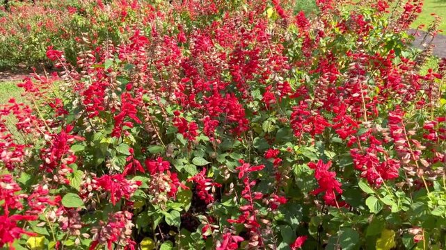 Close up of vibrant red Salvia splendens flowers blooming in a dense garden bed. Scarlet sage plant bush under bright natural sunlight.