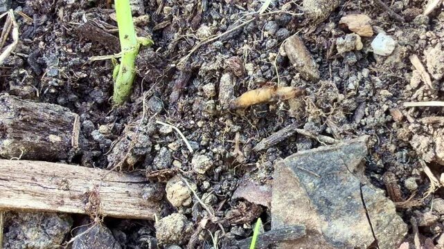 Macro close up of black ants starting to attack and carry crane fly larva in garden