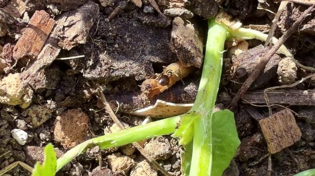 Close-up of black ant eating crane fly larva, leatherjacket on soil