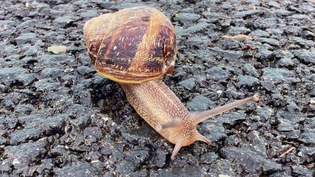 arden snail (Cornu aspersum, Helicidae) crawls across wet asphalt in an extreme close up static shot highlighting muscular foot movement, spiral shell texture, and extended sensory tentacles.