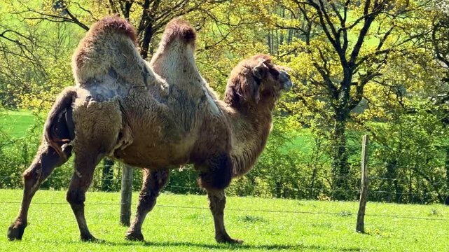 Bactrian camel (Camelus bactrianus, Camelidae) walks across grassy enclosure in daylight, camera tracking shot highlighting double hump anatomy and terrestrial locomotion behavior.