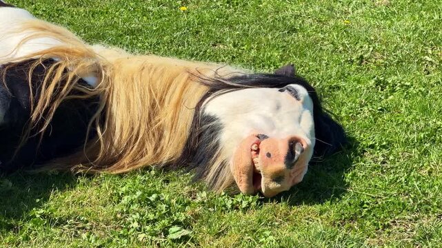 Irish Cob horse (Equus ferus caballus, Equidae) rests on grassy pasture in daylight, close animal shot highlighting relaxed posture, long mane texture, and calm domestic behavior.