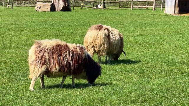 Racka sheep (Ovis aries, Bovidae) graze on fresh grass in a rural pasture, static livestock shot highlighting shaggy fleece texture and natural feeding behavior.