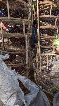 Java sparrow (Lonchura oryzivora) and chestnut munia (Lonchura atricapilla) kept in bamboo cage to be set free once purchased in an auspicious ritual and merit making at a busy market in Kabankalan