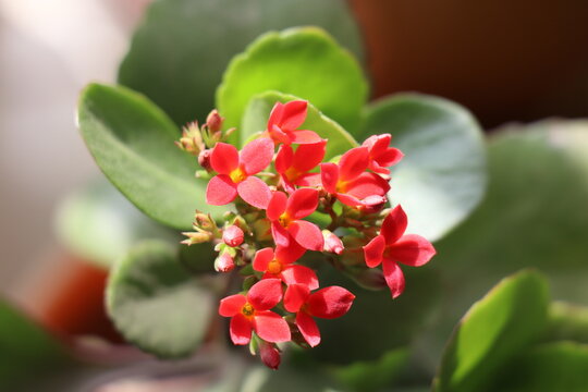 Vibrant red Kalanchoe blossfeldiana, also known as a Florist Kalanchoe or Flaming Katy