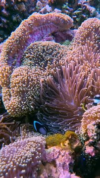 Handheld snorkeling pov showing a giant carpet anemone (Stichodactyla gigantea) inhabited by black variant Clarks anemonefish (Amphiprion clarkii) and orange skunk clownfish (Amphiprion sandaracinos) 