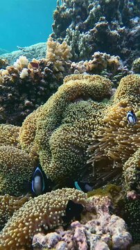 Dolly forward, giant carpet anemone (Stichodactyla gigantea) inhabited by black variant Clarks anemonefish (Amphiprion clarkii) and orange skunk clownfish (Amphiprion sandaracinos). Dauin, Philippines