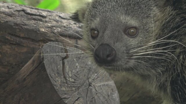 A binturong lies flat on a log, staring directly at the camera with vivid amber-brown eyes. The close-up footage highlights the animal's distinctive gray fur, long white whiskers.