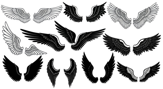 Collection of black and white wings.