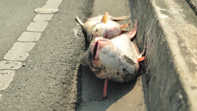 Speared pangasius fish gasp beside Manila roadway during searing tropical heat.