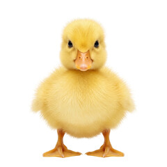 Cute Little Yellow Farm Baby Duckling © BTG