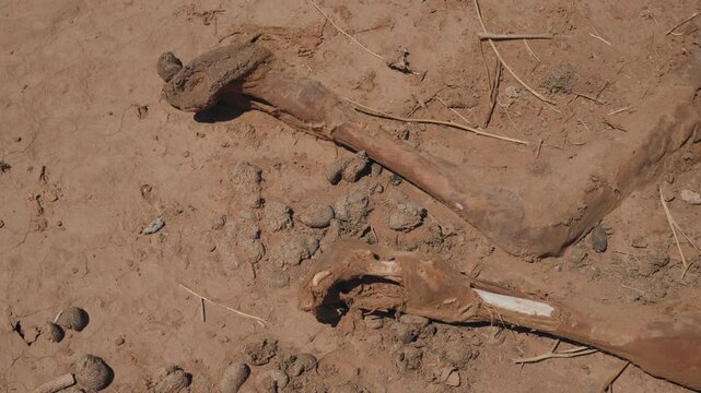Dry bleached camel bones scattered on cracked arid desert sand in the Sahara desert in Morocco