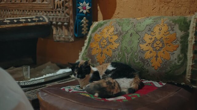 Two calico cats resting on a leather bench beside ornate cushions and carved wood decor inside a traditional Moroccan room