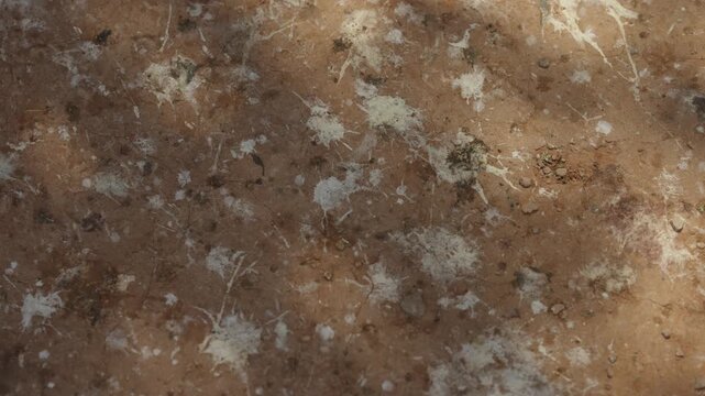 Extreme close up of brown desert rock surface covered in white bird droppings and dry debris in the Sahara Morocco