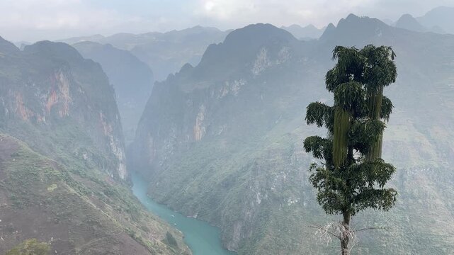 High angle view of Nho Que River flowing through misty Tu San Canyon with towering limestone mountains and lone tree in Ha Giang Vietnam
