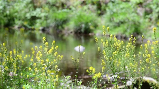 日本の清流と小川の自然風景　春の訪れを感じる菜の花と水が流れる清涼感のある癒しのイメージの動画
