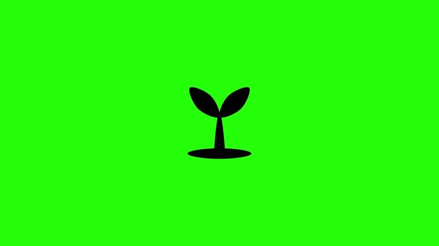 Beautiful 4K horizontal motion graphic of a twin leaf young seedling sprout rising up from an invisible dirt base bouncing. Lively popup asset ideal for startup incubation financial investment organic