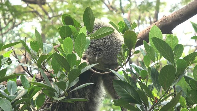 Close-up footage of a binturong climbing through leafy branches inside a zoo enclosure. The Asian bearcat moves slowly among green foliage in a tropical environment.
