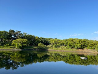 Obraz premium Green Forest Reflected on a Calm Lake Under Blue Sky