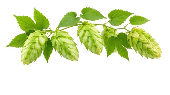Fresh green hops with leaves isolated on white background
